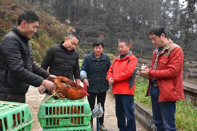 映秀湾电厂：黄家院村精准帮扶结硕果