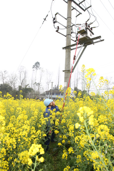 【记者走基层】菜籽花又黄 春灌保电忙