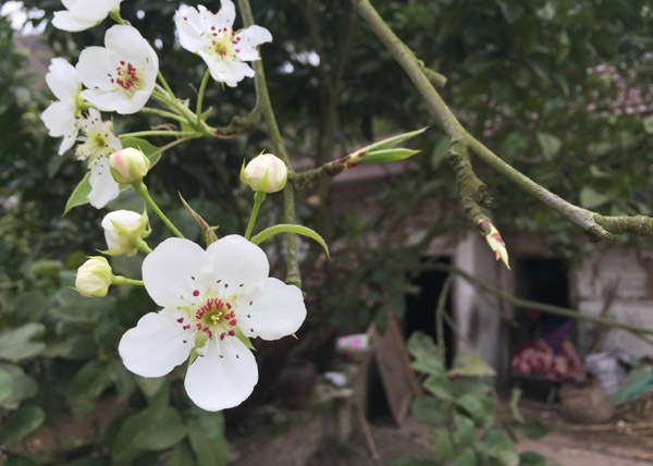 【新春走基层】遂宁：桃花节前去巡线