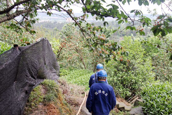 成都：“樱桃山”上樱桃红 