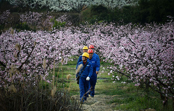 眉山：桃花山上的“别样风景” 