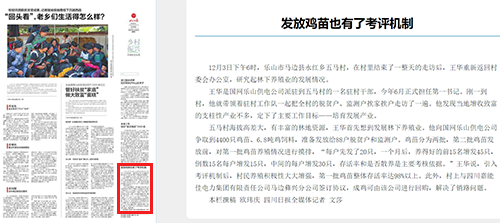 川报鸡苗.png