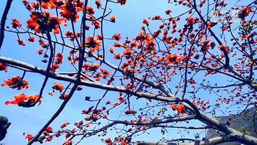 新华社：新华视点｜木棉花开&ldquo;零碳村&rdquo;2.jpg