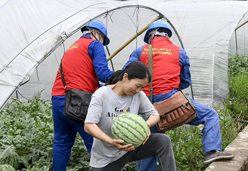 封面新闻：国网自贡供电公司：电力服务进瓜棚 乡村种出&ldquo;致富瓜&rdquo;2.jpg