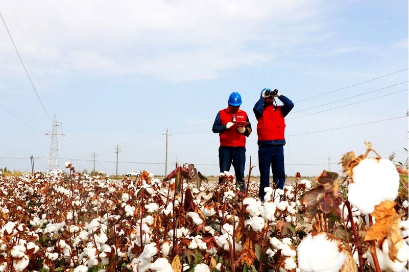 新时代高质量党建工程|电力“金胡杨”凝聚发展动能