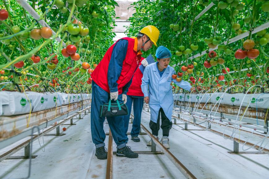 沿着总书记的足迹|电力服务赋能新疆特色产业发展