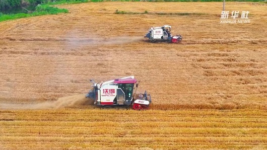 【新华社】麦浪翻滚夏收忙 电力护航粮满仓